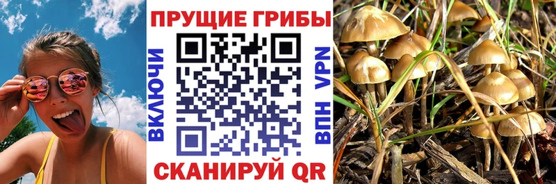 блэк спрут как войти  Ярцево  Псилоцибиновые грибы Psilocybe 
